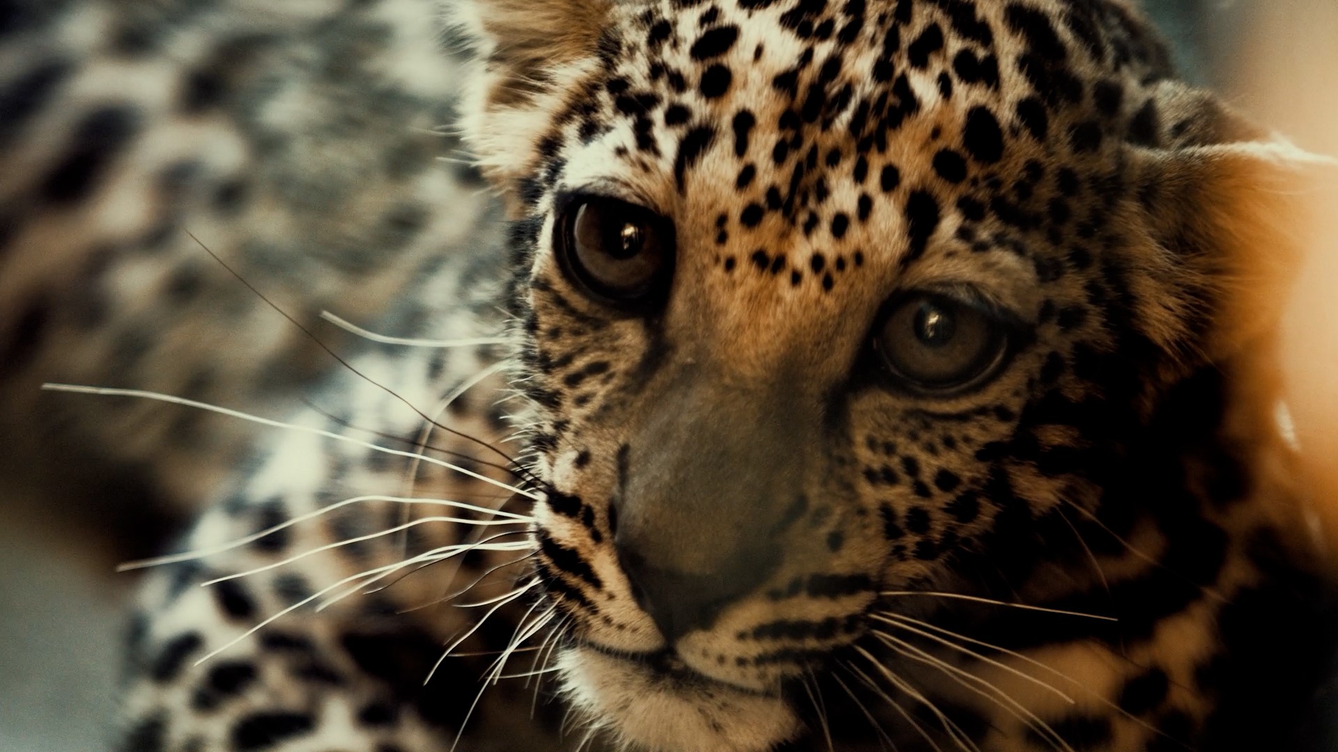 Catwalk-Banner